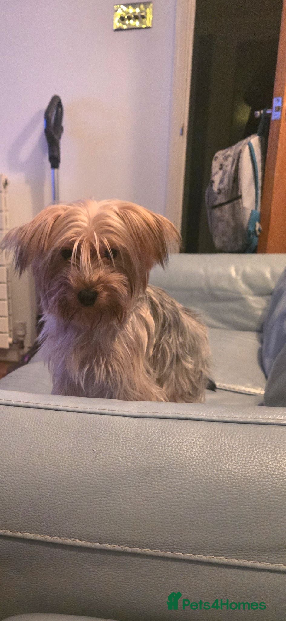 Yorkshire Terrier dogs Loving Daisy  - Advert 2