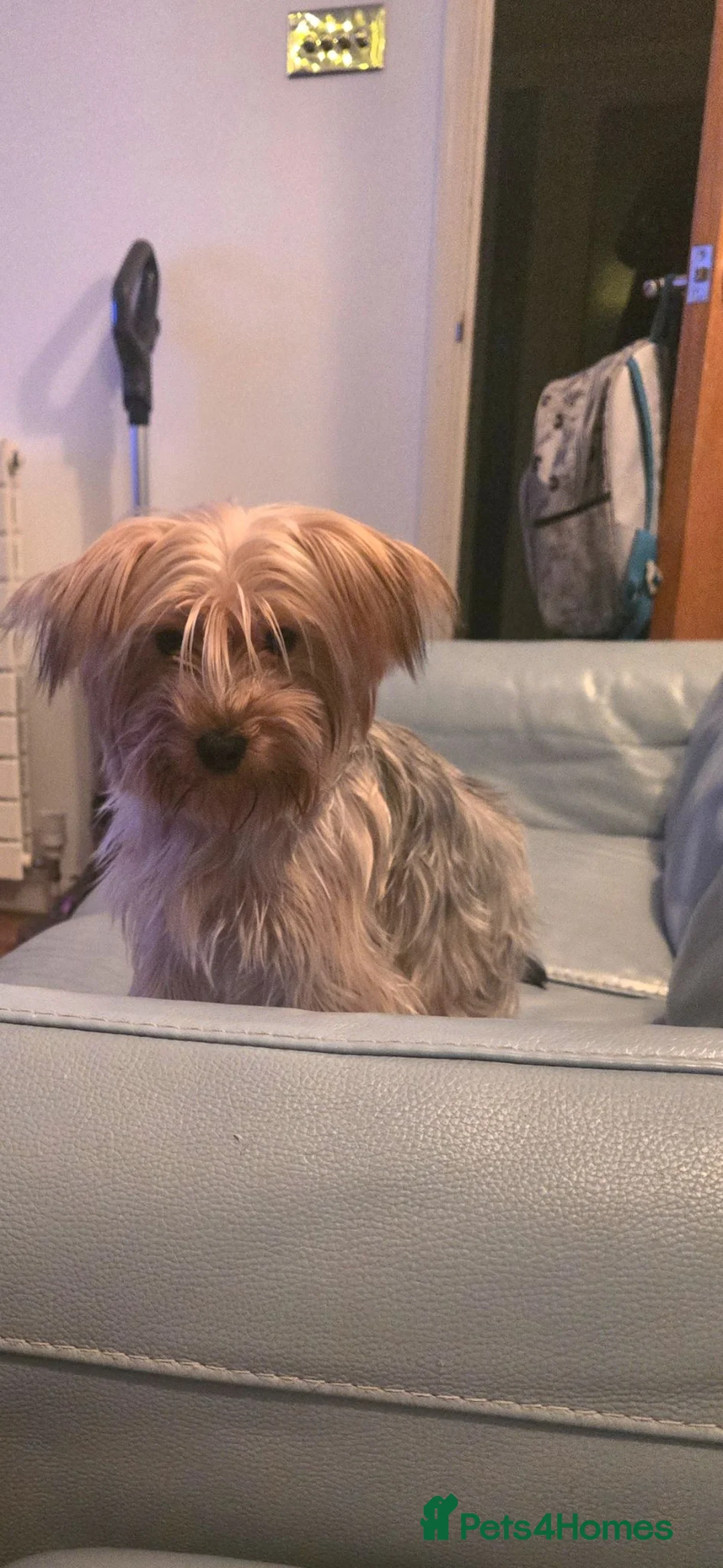 Yorkshire Terrier dogs for sale: Loving Daisy  - Advert 1