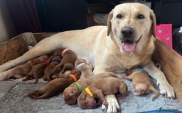 Labrador Retriever dogs for sale: Fox Red / yellow Labrador puppies for sale - Image 10