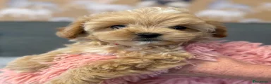 Maltipoo 3