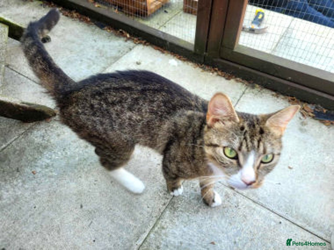 Mixed Breed cats for adoption: ALPHA - Image 2