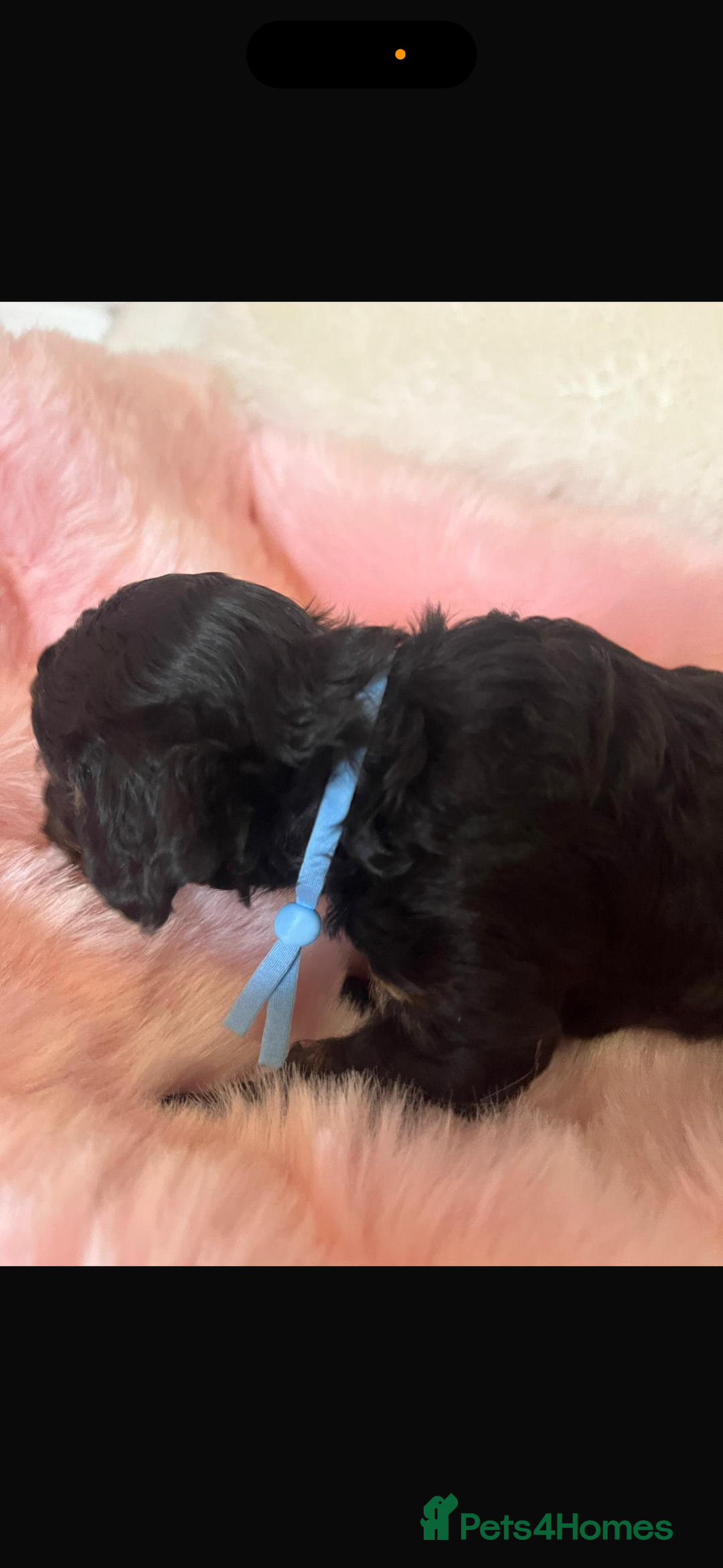 Cavapoo dogs for sale: Top quality F1b toy cavapoos  - Image 16