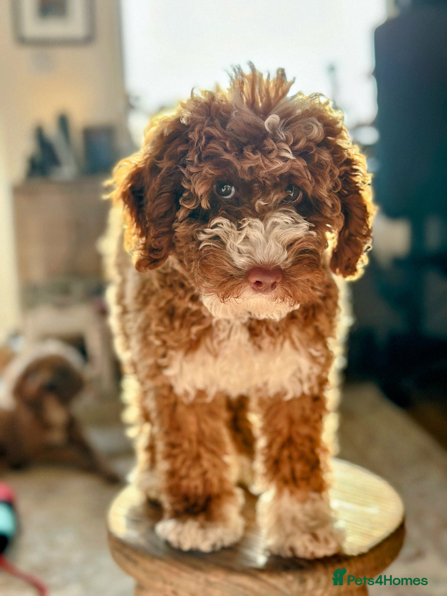 Australian Labradoodle dogs for sale: Health Tested Multigen Australian Double Doodles - Advert 1