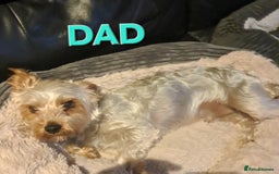 Yorkshire Terrier dogs for sale: 💕🐾Adorable PEDIGREE YORKSHIRE TERRIER Pups🐾💕  - Image 32