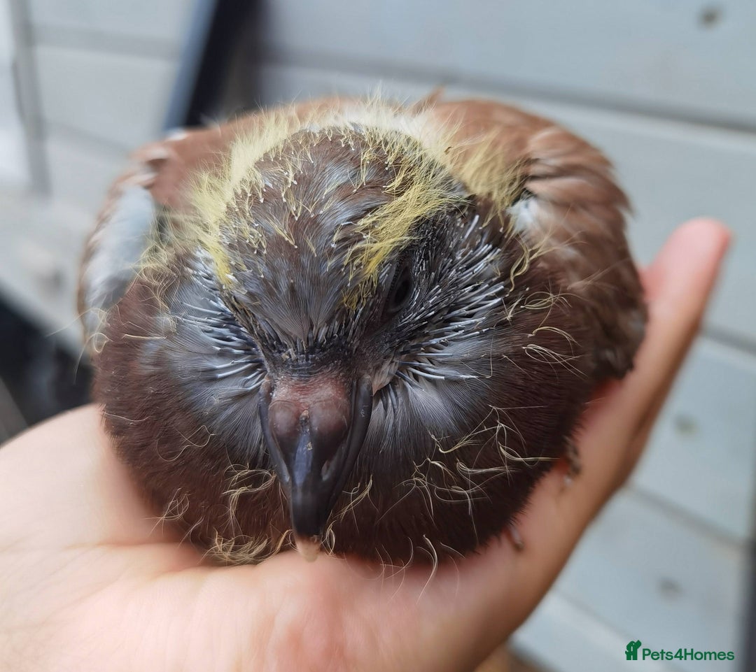 Pigeons birds for sale: Pigeon (Ash Red Check) - [Semi Hand-Raised Baby] - Image 5