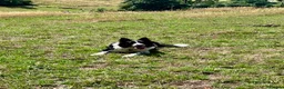 Border Collie dogs for stud: BORDER COllIE for STUD  in Cheltenham - Advert 3