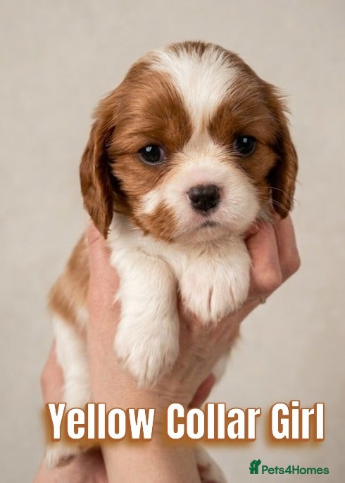 Cavalier King Charles Spaniel dogs Fully Health Tested Cavalier King Charles Spaniels - Advert 2