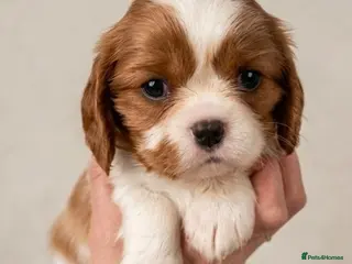 Cavalier King Charles Spaniel dogs Fully Health Tested Cavalier King Charles Spaniels - Advert 2