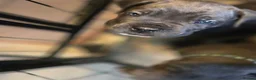 Cane Corso dogs for sale: Cane corso puppies in Merthyr Tydfil - Advert 7