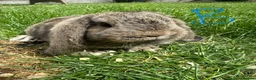 Mini Lop rabbits for sale: Mini Lop Rabbits For Sale  - Advert 31