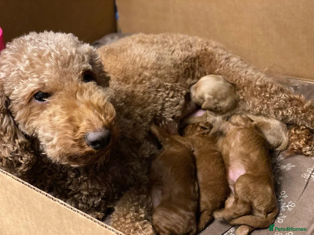 Poodle dogs for sale: Poodle Puppies Intelligent and Affectionate in Castle Douglas - Advert 1