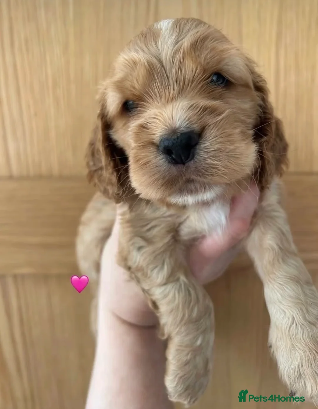 Cocker Spaniel dogs for stud: Gorgeous Orange Roan Show Cocker Spaniel for stud in Cardiff - Advert 4