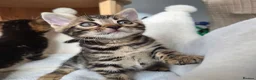 Bengal cats for sale: Beautiful Bengal Kittens ✨️ - Advert 5