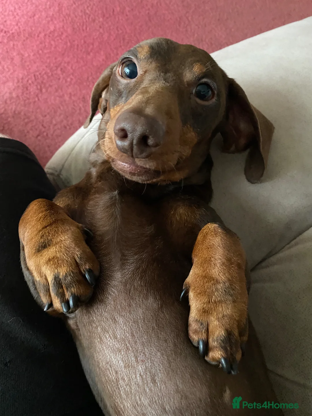 Miniature Dachshund dogs for stud: PRA Clear Choc & Tan For Stud!!! - Advert 4