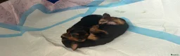 Yorkshire Terrier dogs for sale: Yorkshire Terrier puppies- Watford in Watford - Advert 11