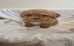 Cavapoo dogs for sale: Beautiful cavapoo fur babies  - Image 10