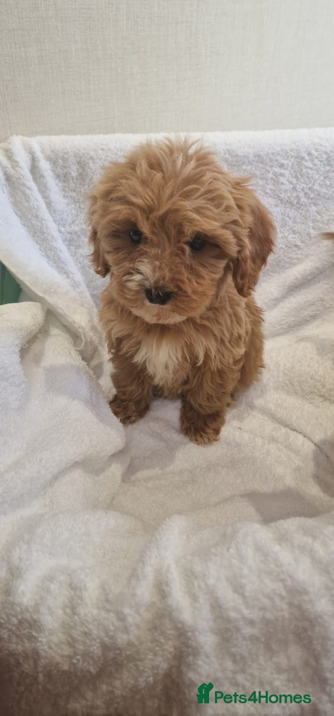 Cavapoo dogs for sale: Beautiful cavapoo fur babies  - Image 10