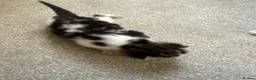 Domestic Shorthair cats for sale: 1 beautiful female kitten for sale - Advert 4