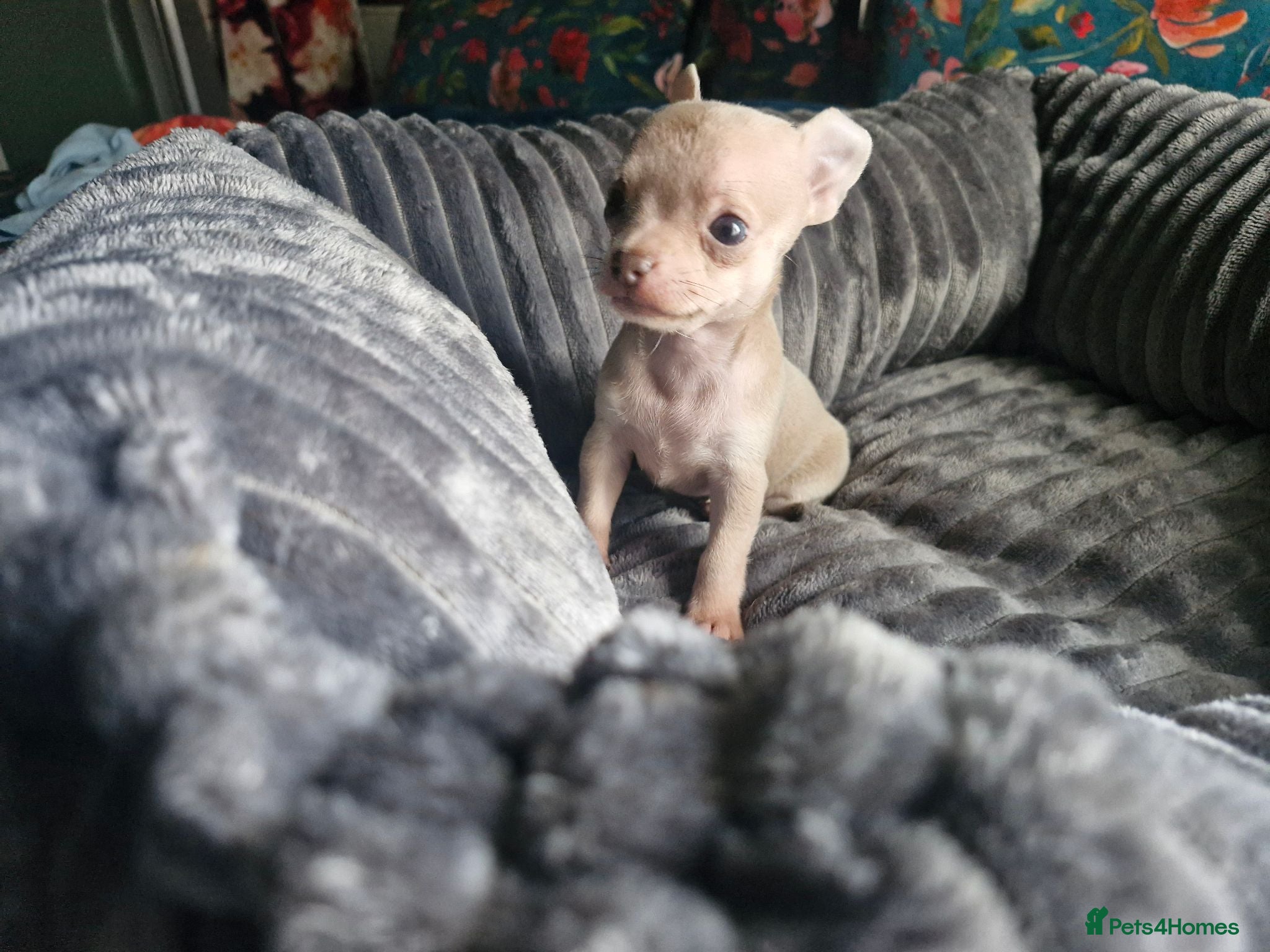Chihuahua dogs Tiny chihuahuas 😌 - Advert 16