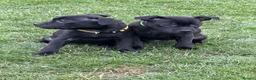 Staffordshire Bull Terrier dogs for sale: KC Black Puppies Ready Now - Advert 6