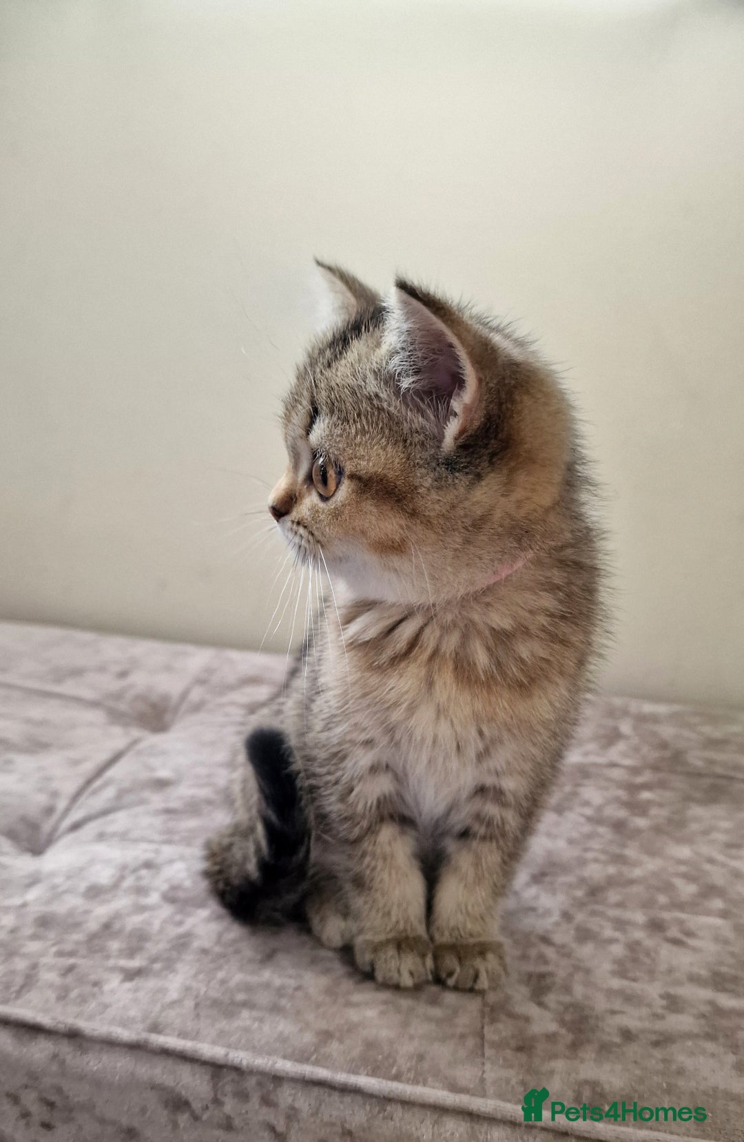 British Shorthair cats for sale:  Super friendly /lap Bsh kittens 2left😍 - Image 22