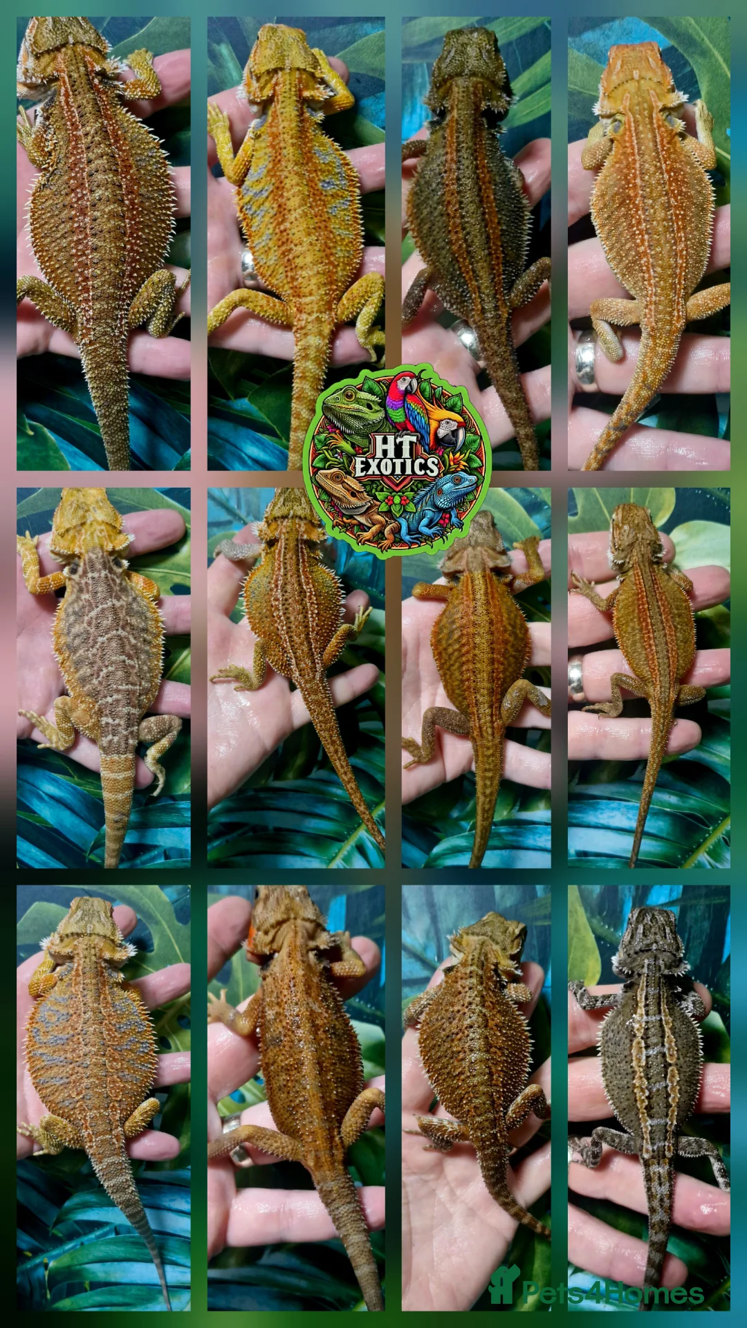 Bearded Dragon reptiles for sale: Bearded dragon Holdback release at HT exotics! - Advert 1