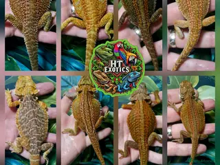 Bearded Dragon reptiles Bearded dragon Holdback release at HT exotics! - Advert 5