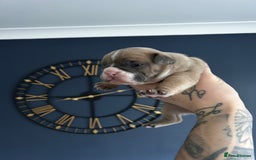 Mixed Breed dogs for sale: English bulldogs  - Advert 23