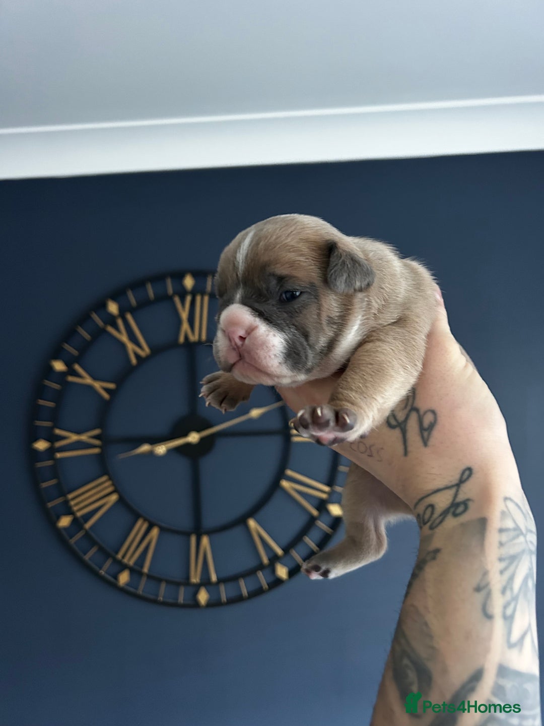 Mixed Breed dogs for sale: English bulldogs  - Advert 23