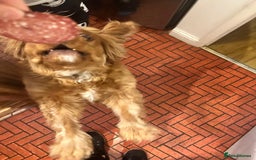Cavalier King Charles Spaniel dogs for sale: Peanut 🥜 King Charles Cavalier Spaniel - Image 4
