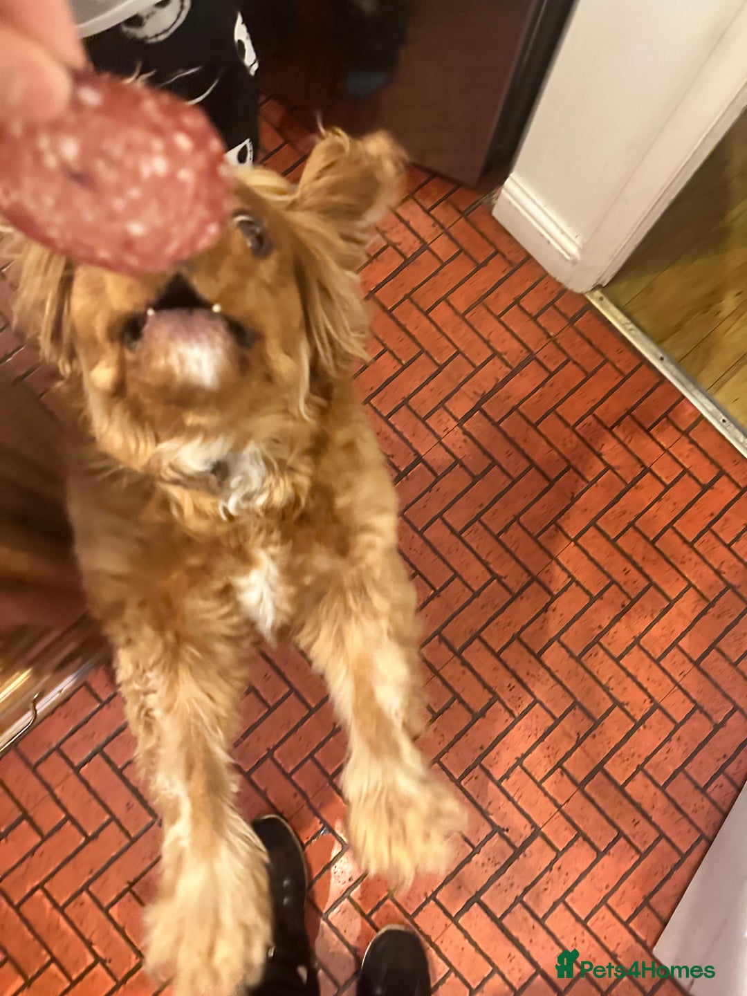 Cavalier King Charles Spaniel dogs for sale: Peanut 🥜 King Charles Cavalier Spaniel - Image 4