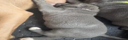 Cane Corso dogs for sale: 2 females left! Cane Corso puppies 9 weeks old - Advert 10