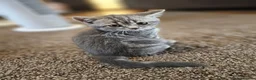 British Shorthair cats for sale: Female British shorthair kitten for sale in Dudley - Advert 4