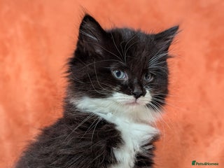 Maine Coon cats Maine Coon x Ragdoll kittens - Advert 4