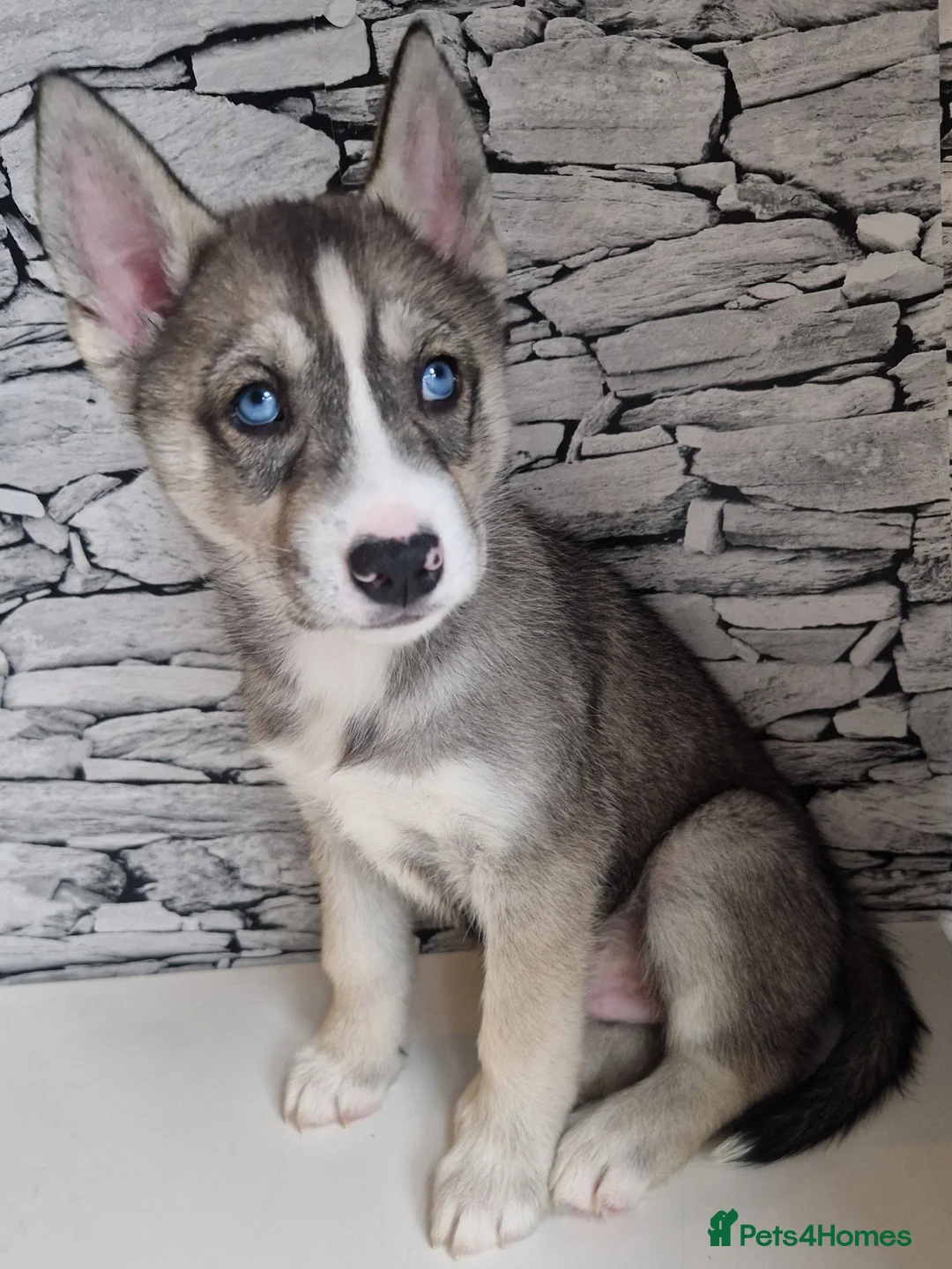 Siberian Husky dogs for sale: 1 beautiful girl left ❤️ ready now  - Advert 7
