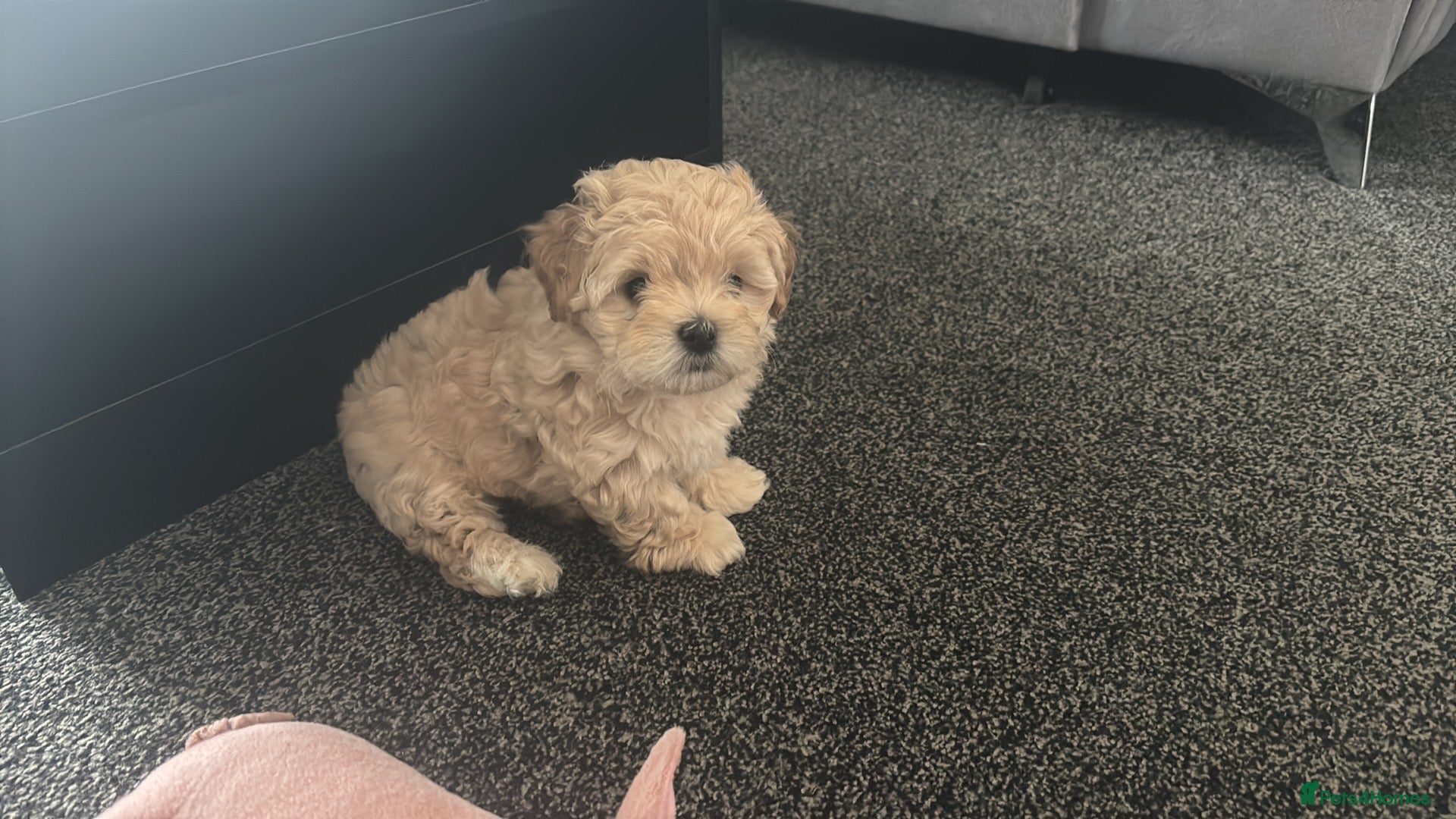 Maltipoo dogs Maltipoo puppies ❤️(only boys available) - Advert 4