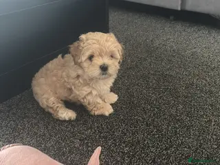 Maltipoo dogs Maltipoo puppies ❤️(only boys available) - Advert 4