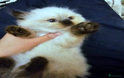 Himalayan cats for sale: Adorable Himalayan Kittens (Both Female) - Image 2