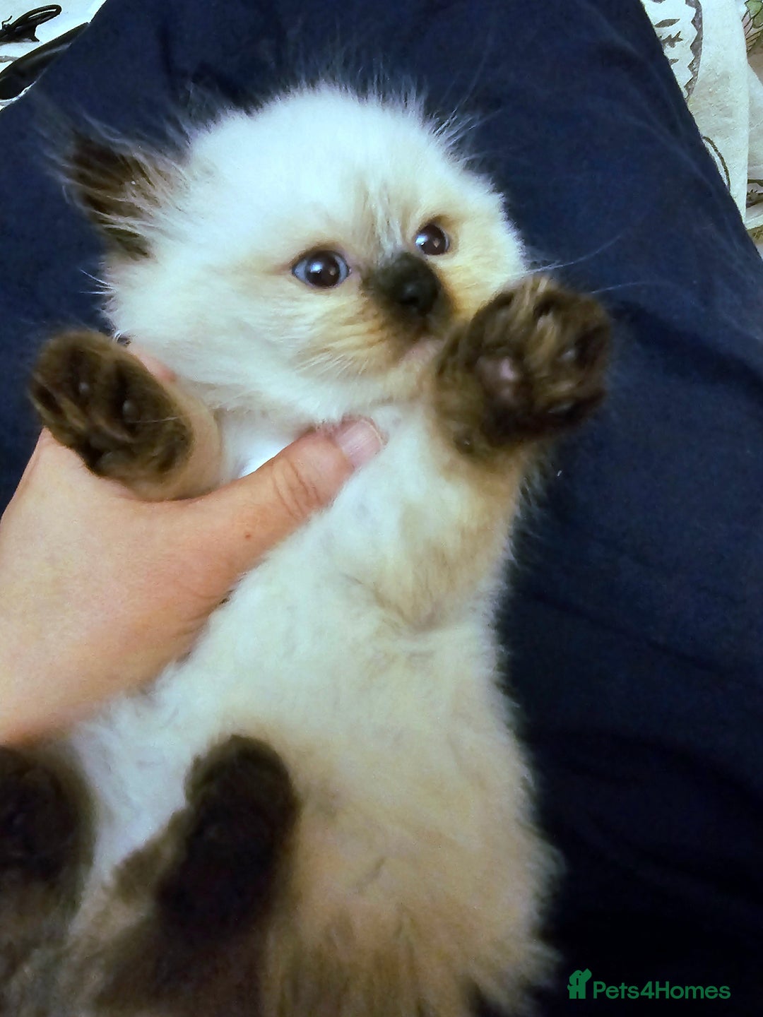 Himalayan cats for sale: Adorable Himalayan Kittens (Both Female) - Image 2