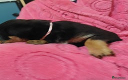 Mixed Breed dogs for sale: Cane corso cross rottweiler pups - Image 4