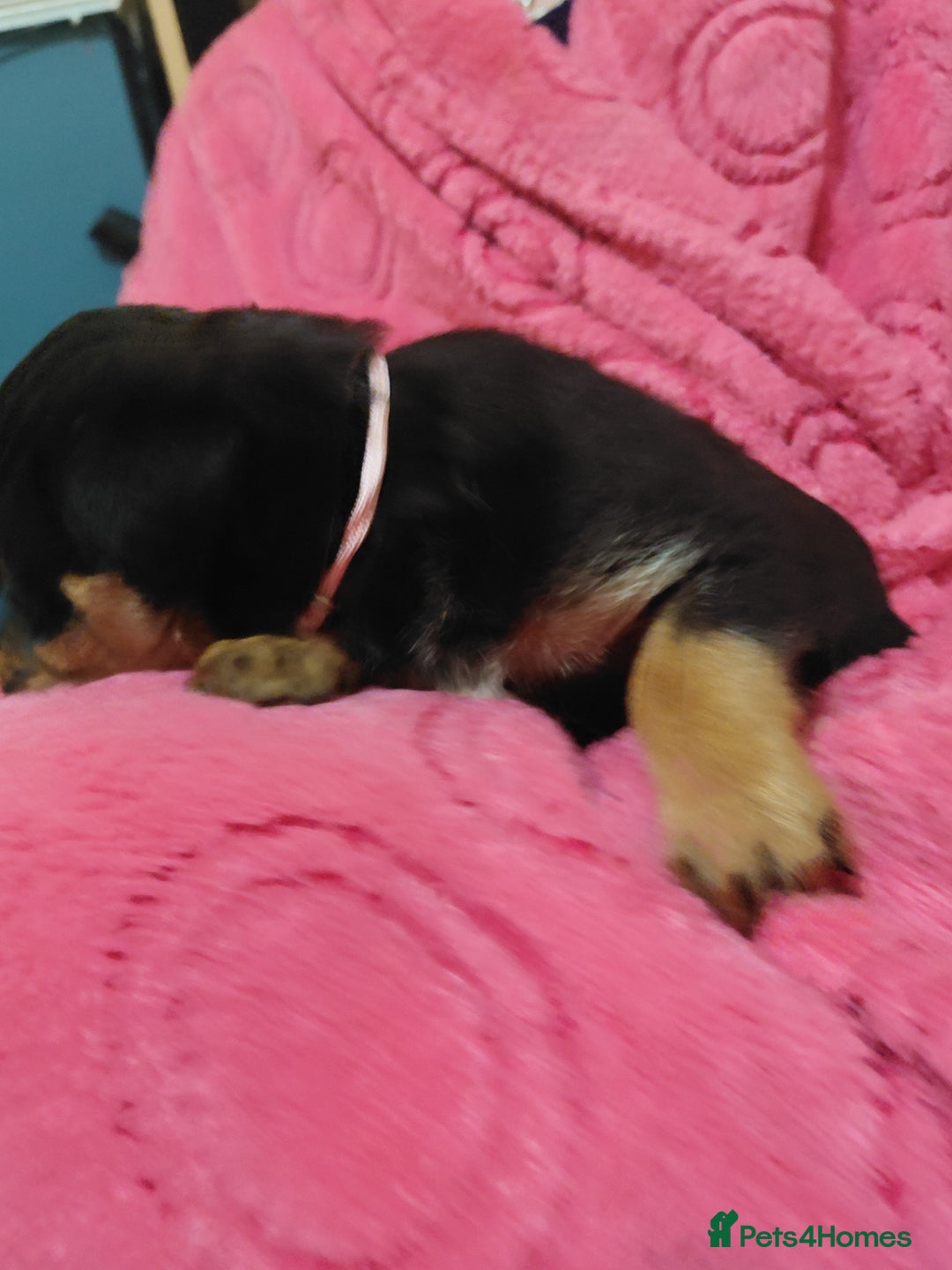 Mixed Breed dogs for sale: Cane corso cross rottweiler pups - Image 4