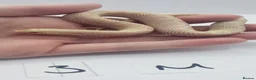 Snake reptiles for sale: Baby Western Hognoses mixed sex and morphs From - Advert 8