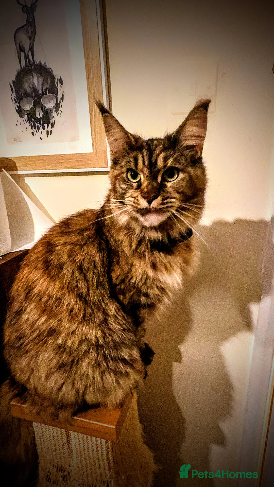 Gallery Image {{count}}