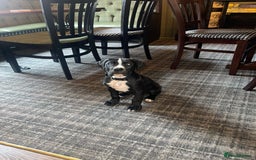 Mixed Breed dogs for sale: Staff X Cane Corso Pup - Image 1