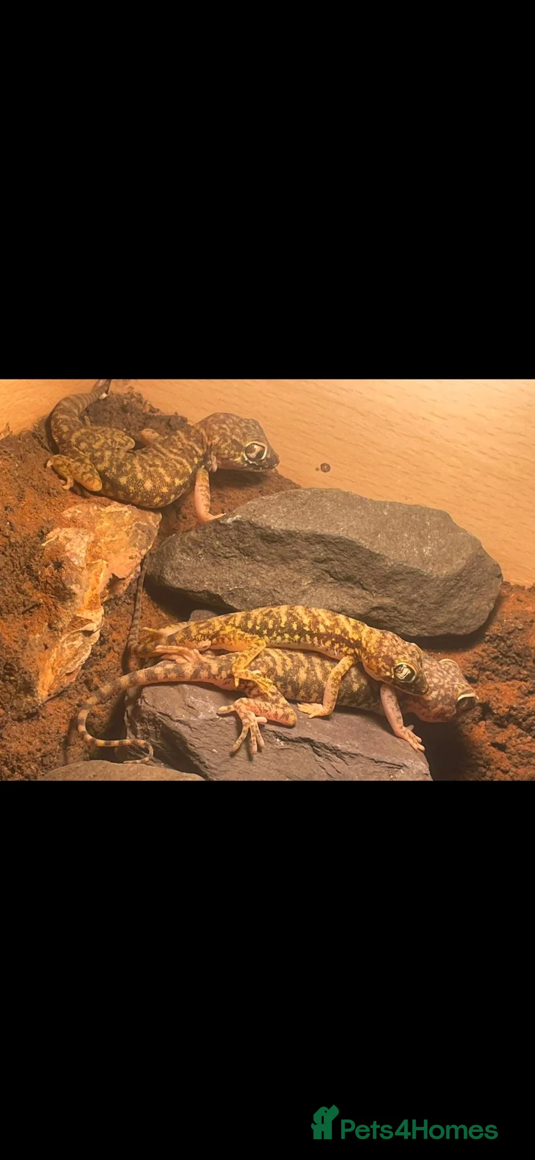 Gecko reptiles for sale: 3 Dune Geckos (Stenodactylus S) + Complete Setup - Advert 2