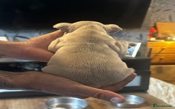 French Bulldog dogs for sale: 2 x French Bulldog Puppies (1 Boy & 1 Girl) - Image 6