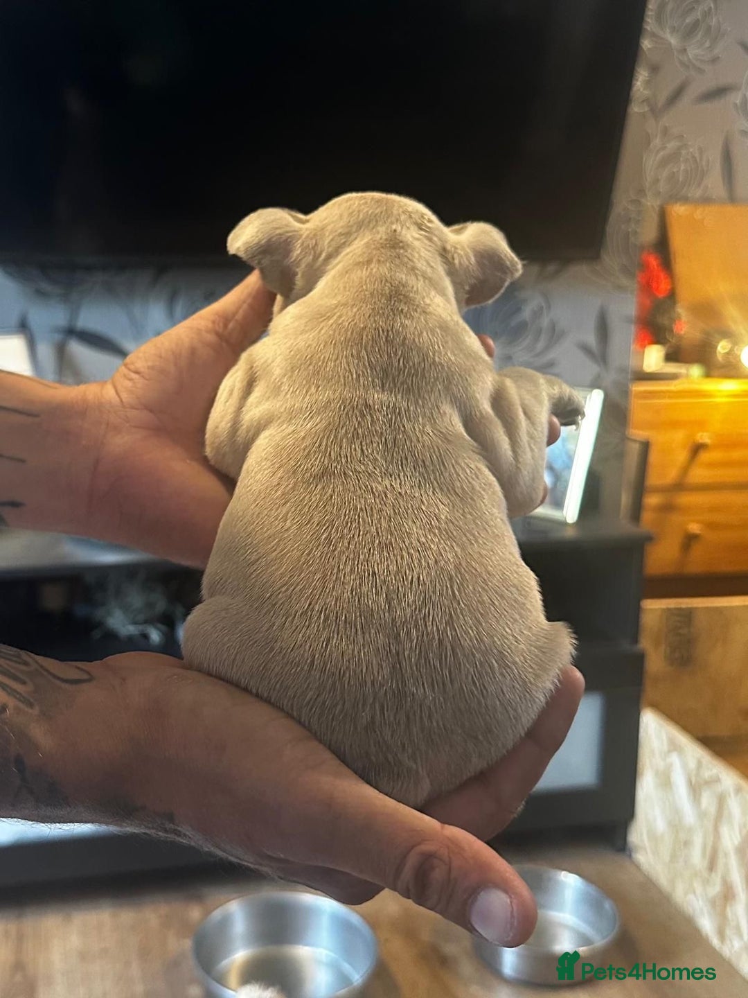 French Bulldog dogs for sale: 2 x French Bulldog Puppies (1 Boy & 1 Girl) - Image 6