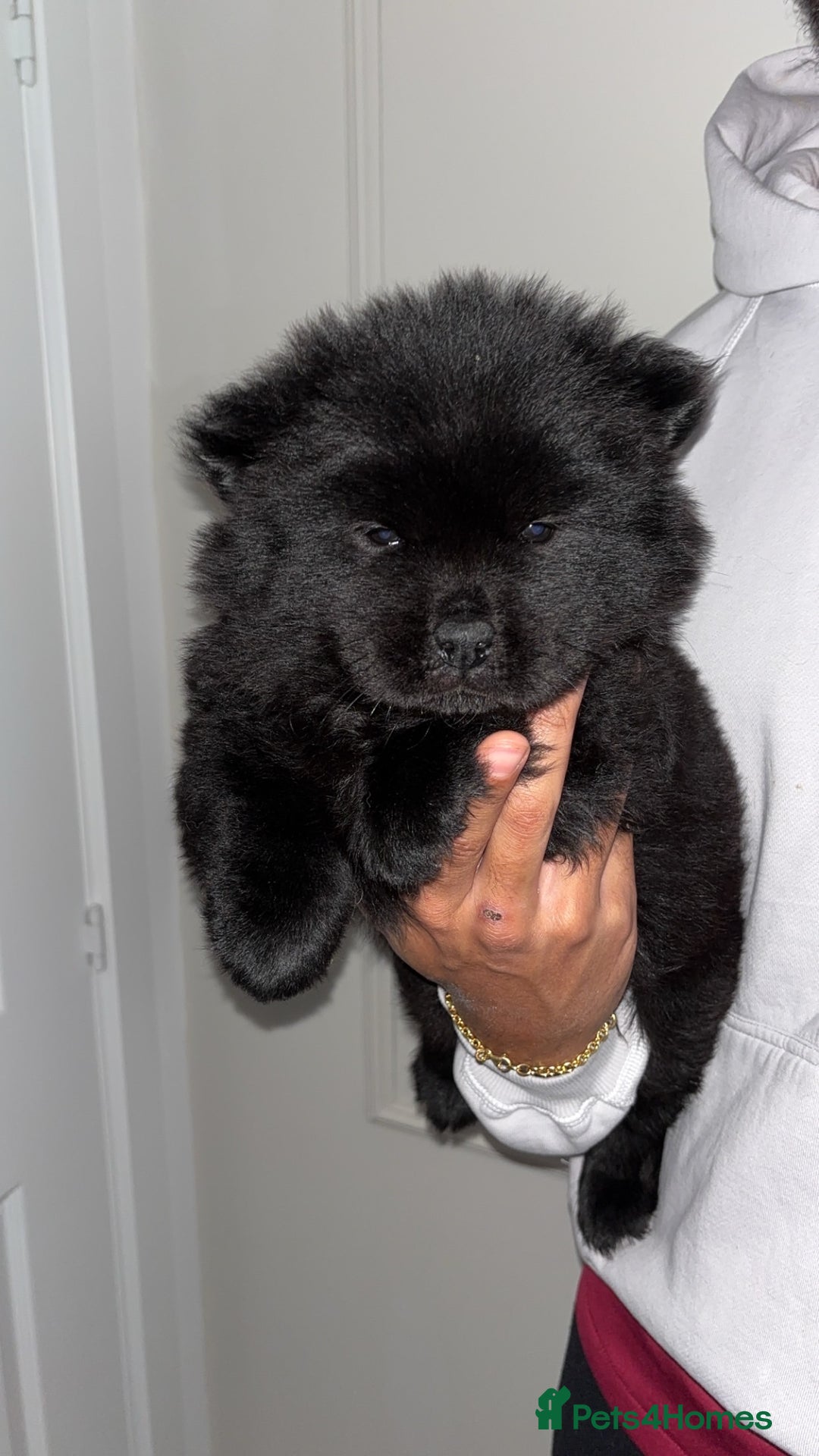 Chow Chow dogs for sale: 5 Gen Pedigree Chow Chow Puppies - Advert 5