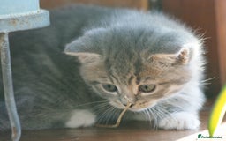 Exotic cats for sale: Exotic cross kittens - Advert 7