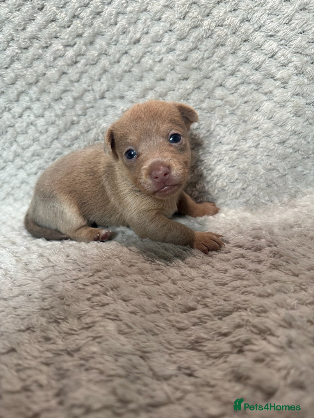 Jack Russell dogs for sale: Stunning litter of miniature Jack Russell puppies - Image 13